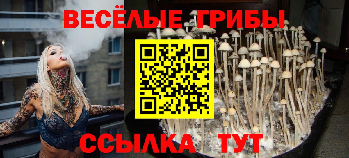 Псилоцибиновые грибы Psilocybine cubensis Арсеньев